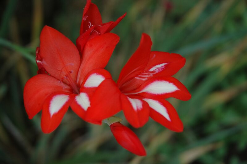 Red and White Gladiolus Flowers