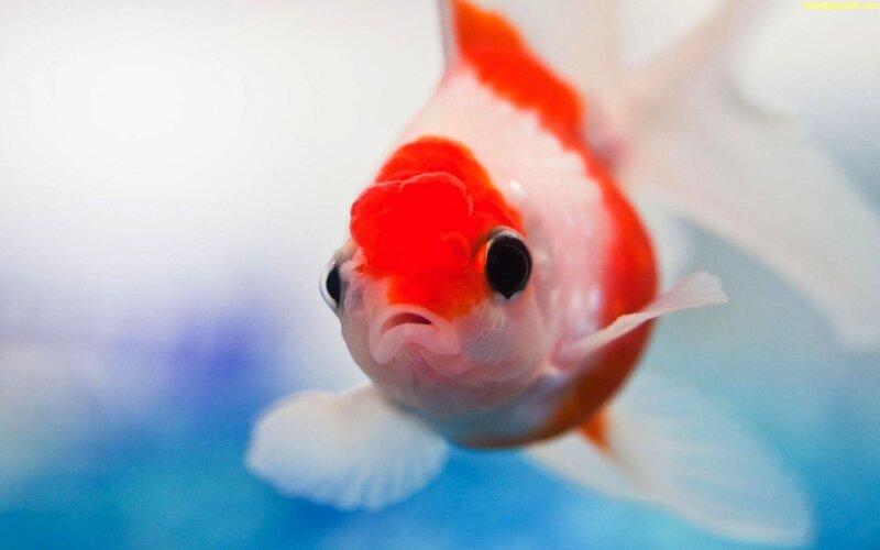 Red and White Goldfish — Calm, Photograph, Fish