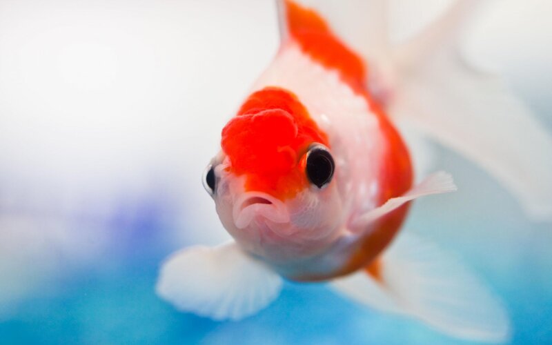 Red and White Goldfish — Calm, Photograph