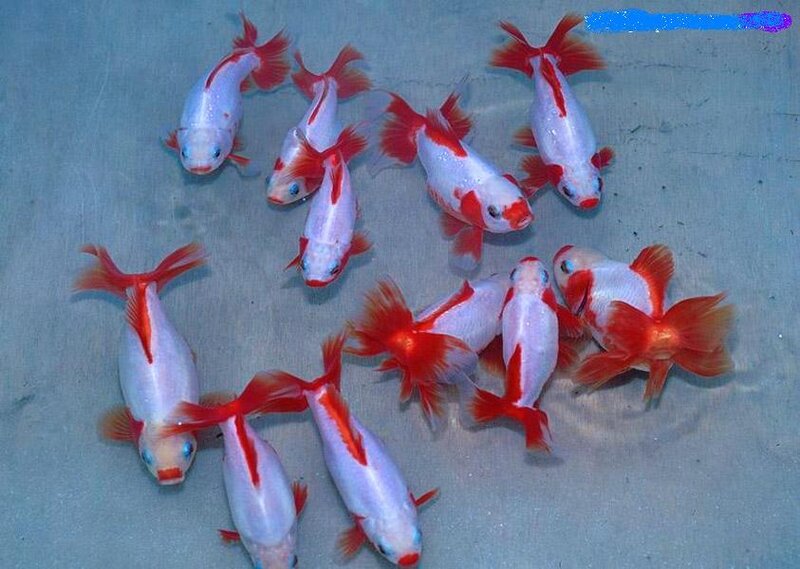 Red and White Goldfish — Calm