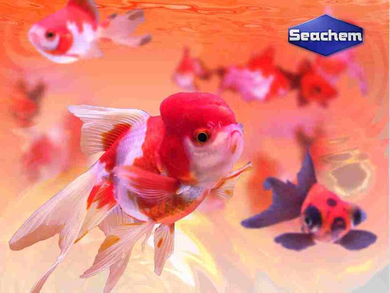 Red and White Goldfish — Orange