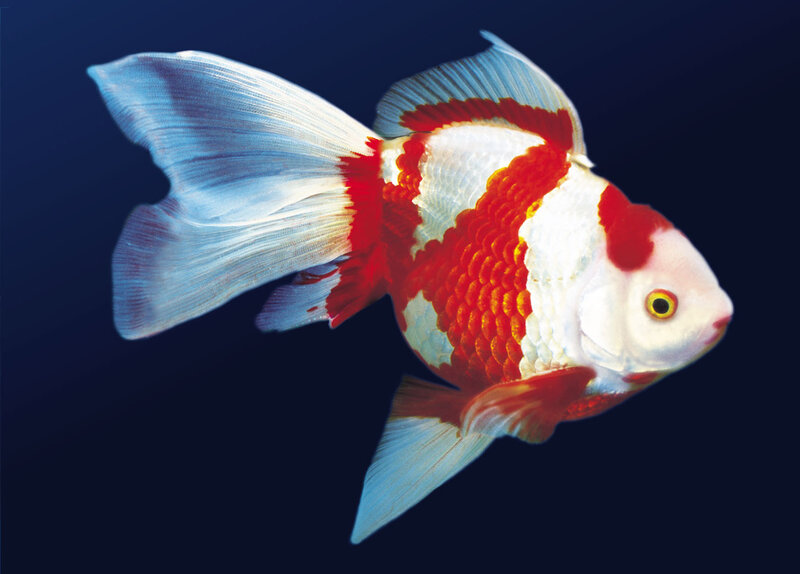 Red and White Goldfish