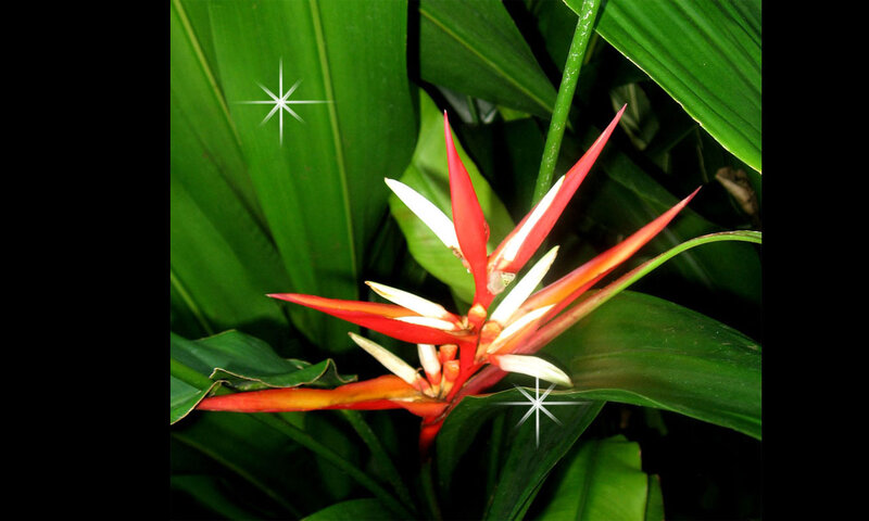 Red and White Heliconia Flower