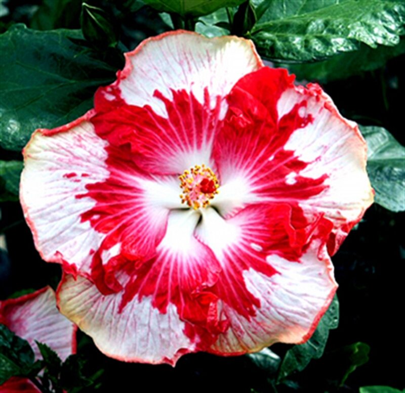 Red and White Hibiscus Flower