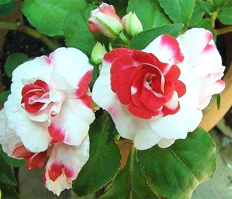 Red and White Impatiens