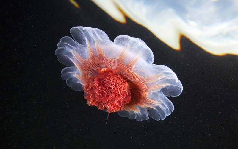 Red and White Jellyfish