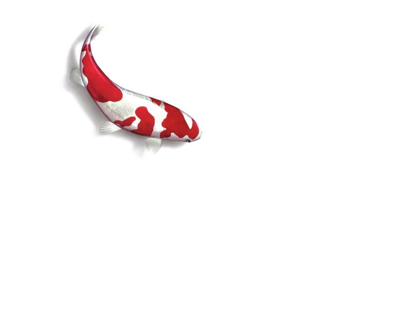 Red and white koi fish