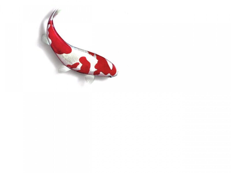 Red and White Koi Fish — Serene