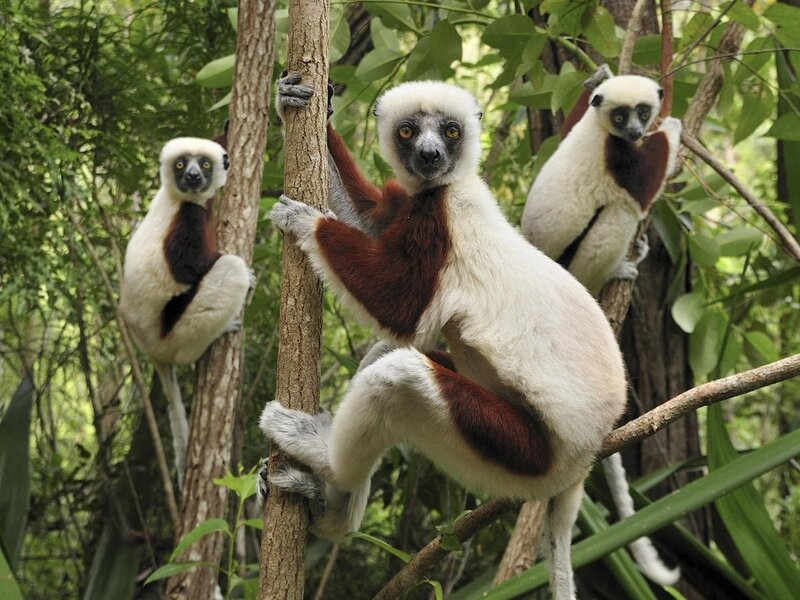 Red and White Lemur