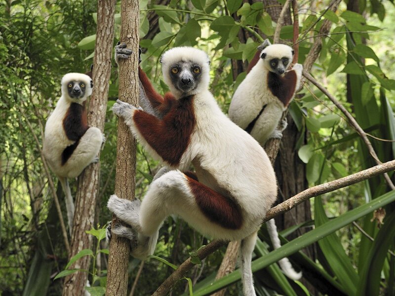 Red-and-white Lemur — White, Natural