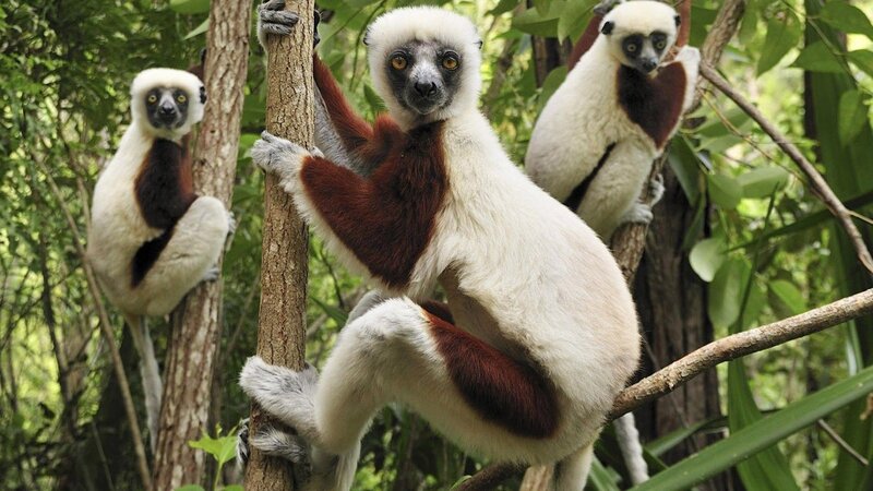 Red-and-white Lemur — White
