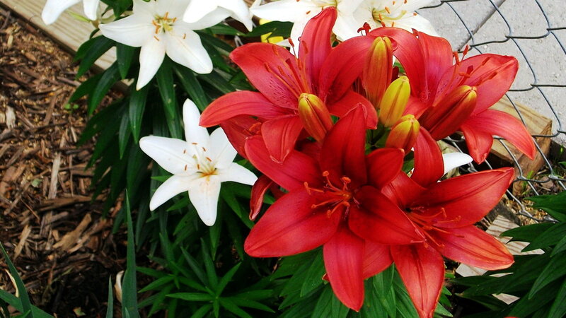 Red and White Lilies