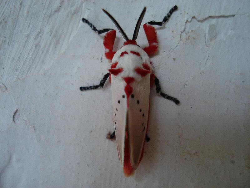 red and white moth on wall