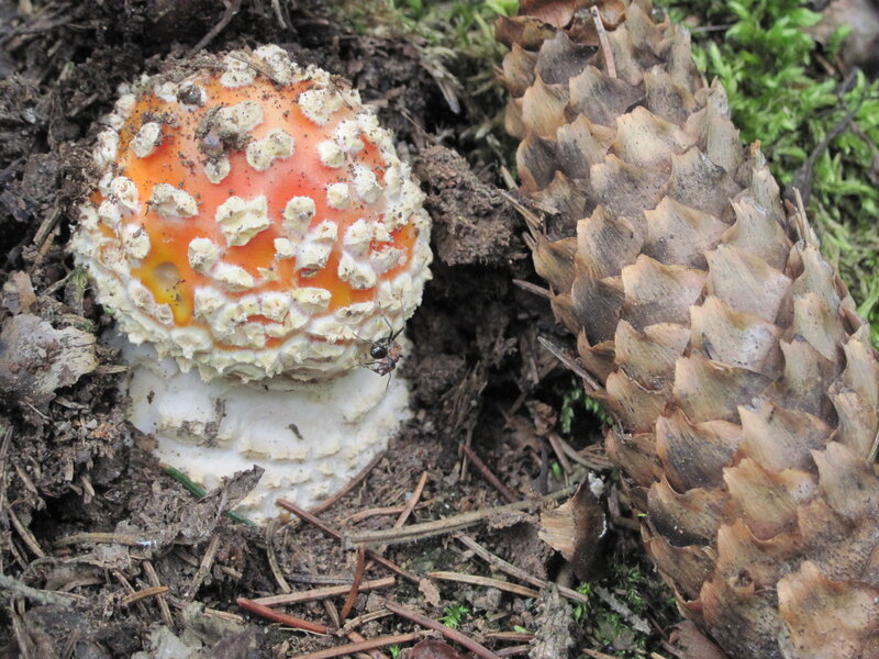 Red and White Mushroom — Orange