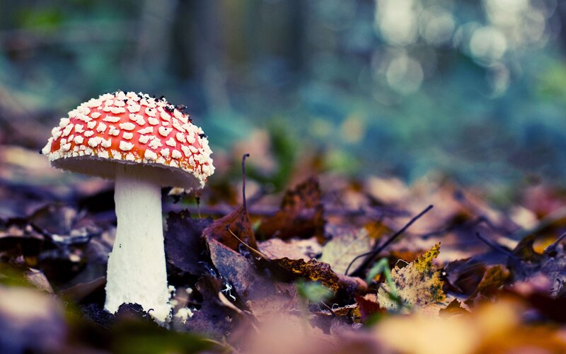 Red and White Mushroom — Serene