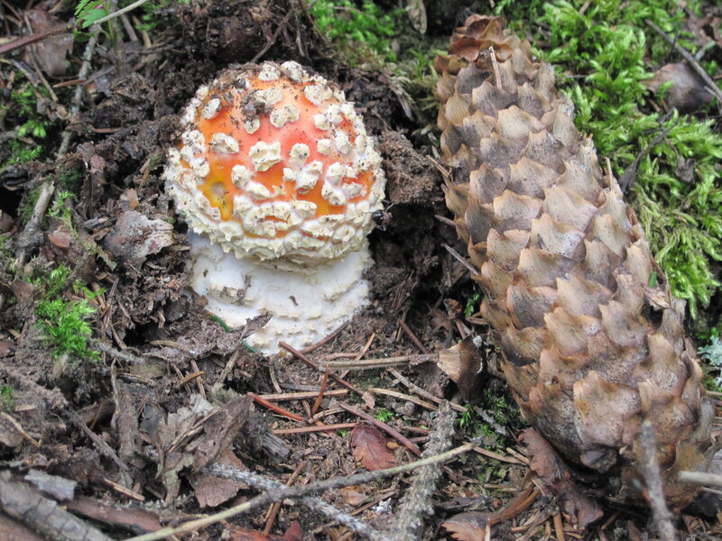 Red and White Mushroom