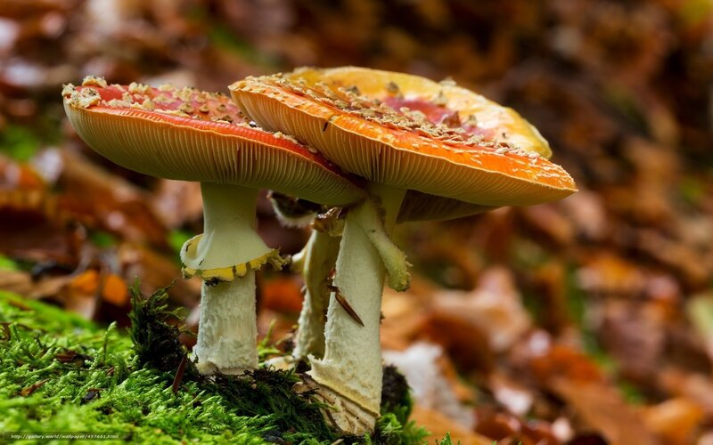 Red and White Mushrooms — Green
