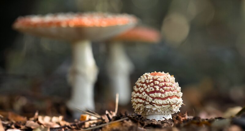 Red and White Mushrooms — Natural