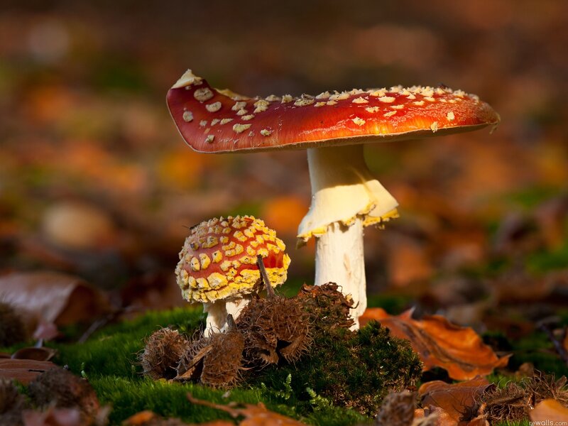 Red and White Mushrooms