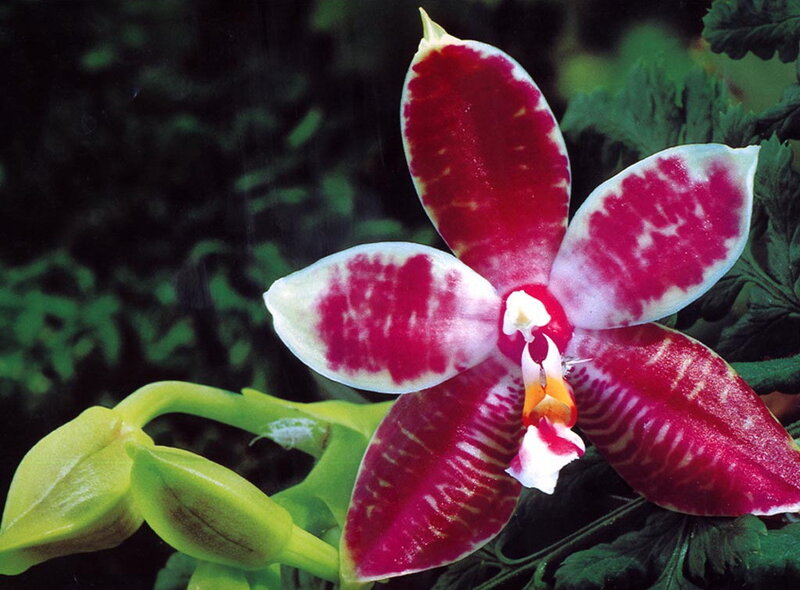 red and white orchid flower