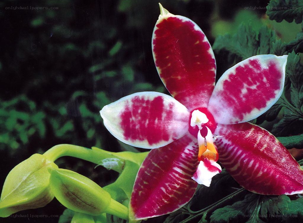 red and white orchid flower