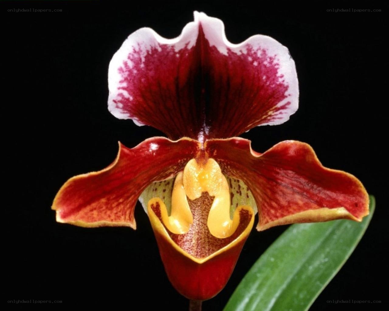 red and white orchid flower