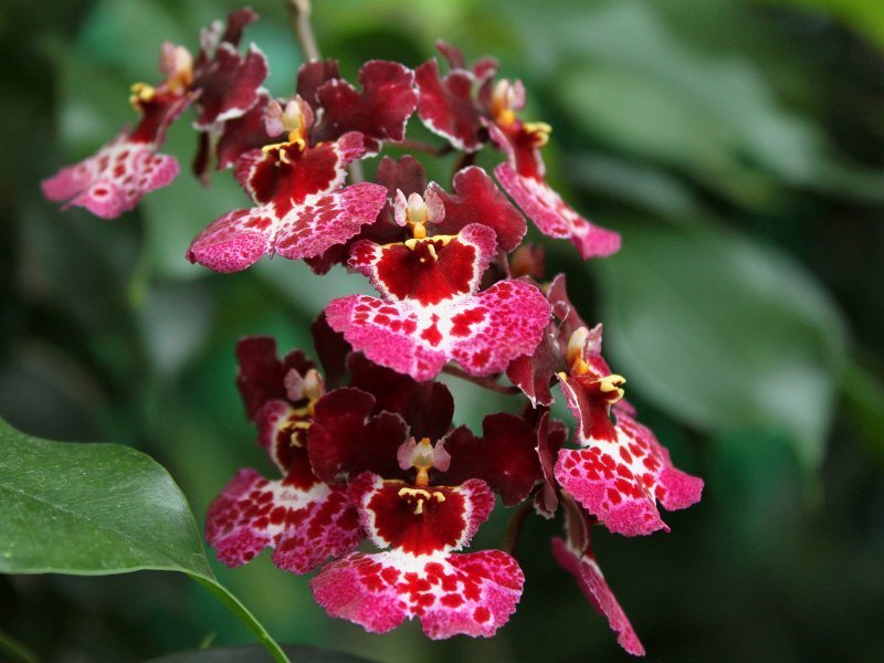 Red and White Orchid Flowers