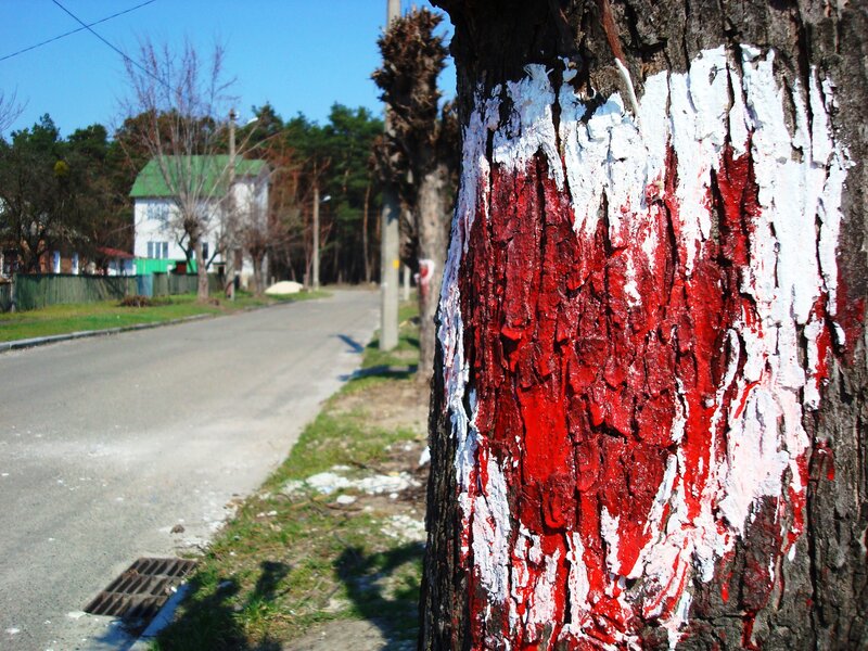 Red and white painted tree