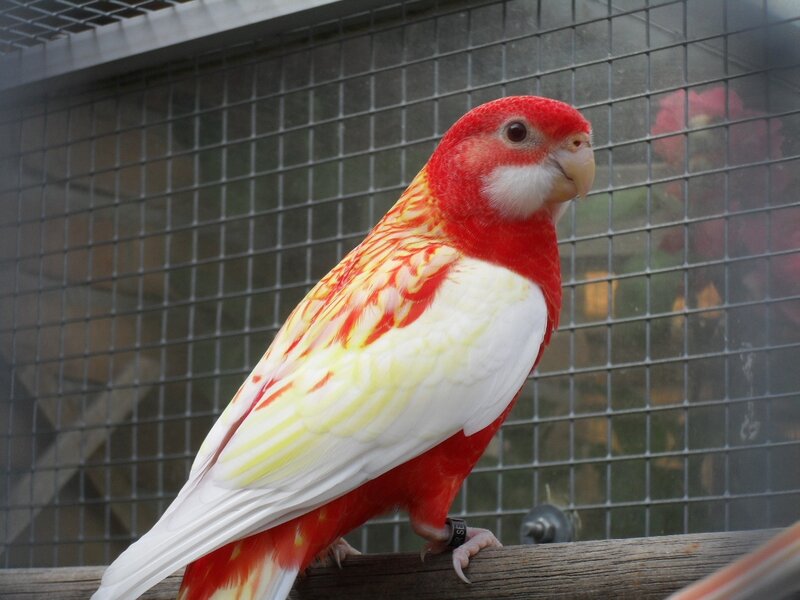 Red and White Parrot