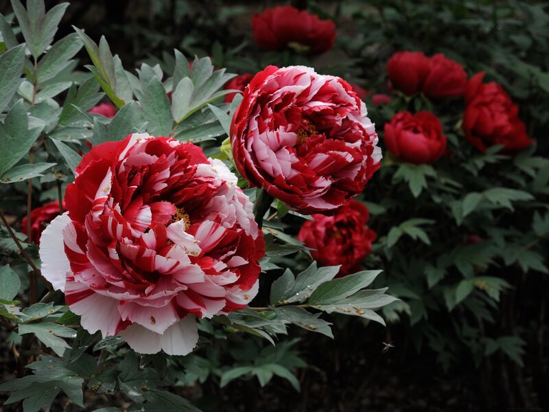 Red and White Peonies — Serene