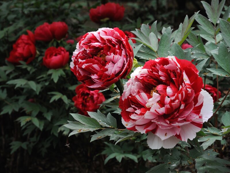 Red and White Peonies