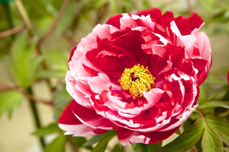 Red and White Peony Flower