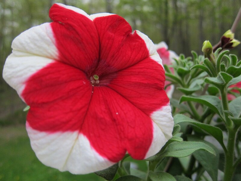 Red and White Petunia Flower