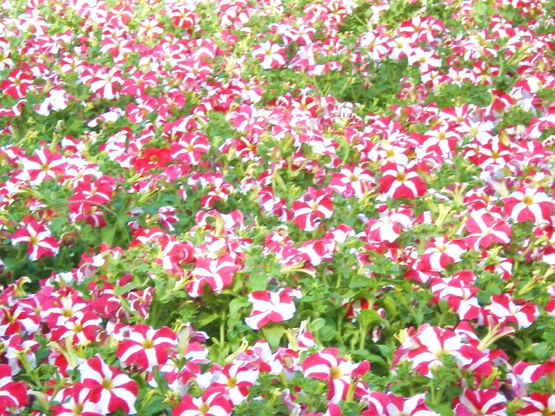 red and white petunia flowers