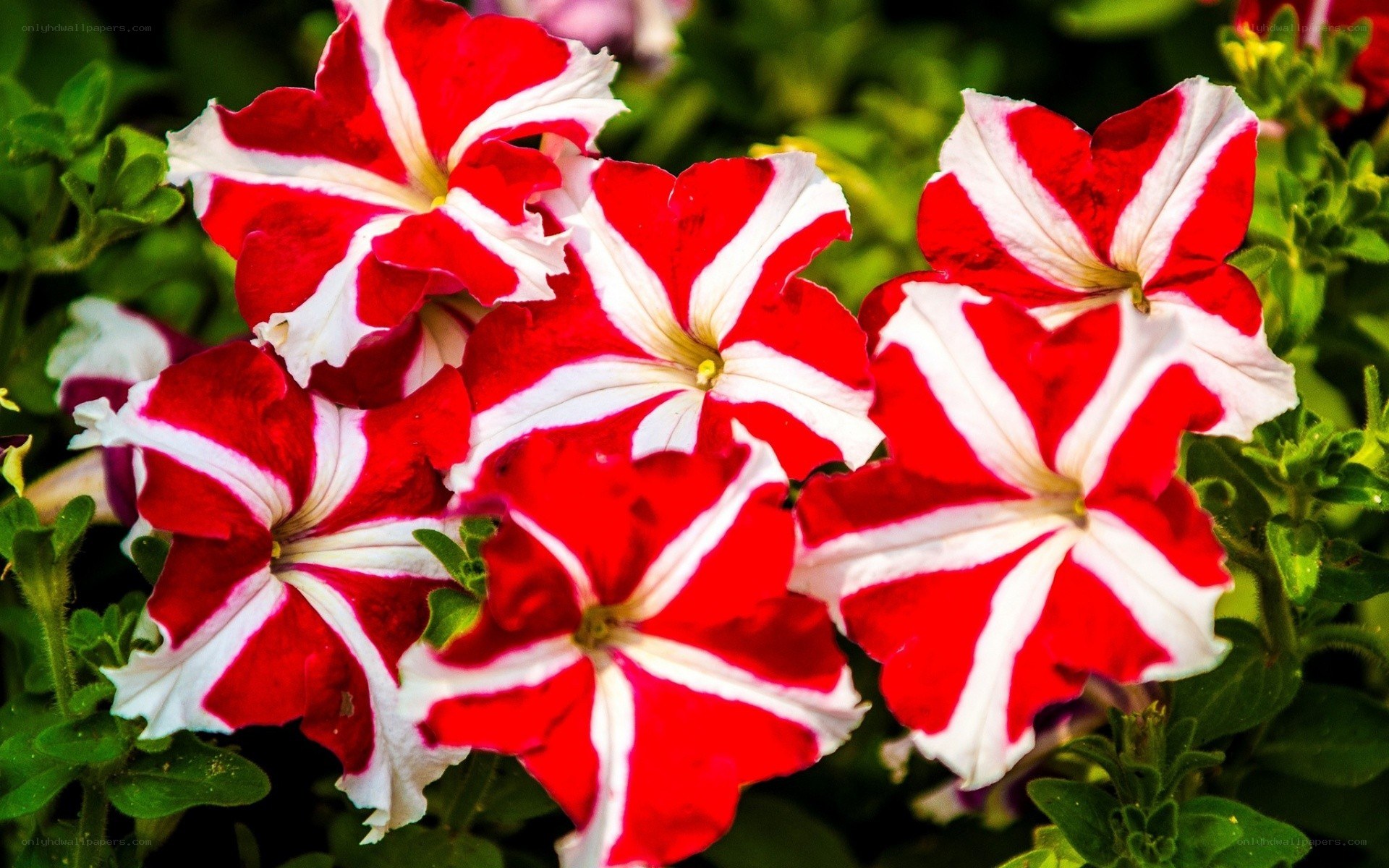Red and white petunia flowers