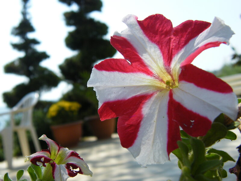 Red and White Petunia
