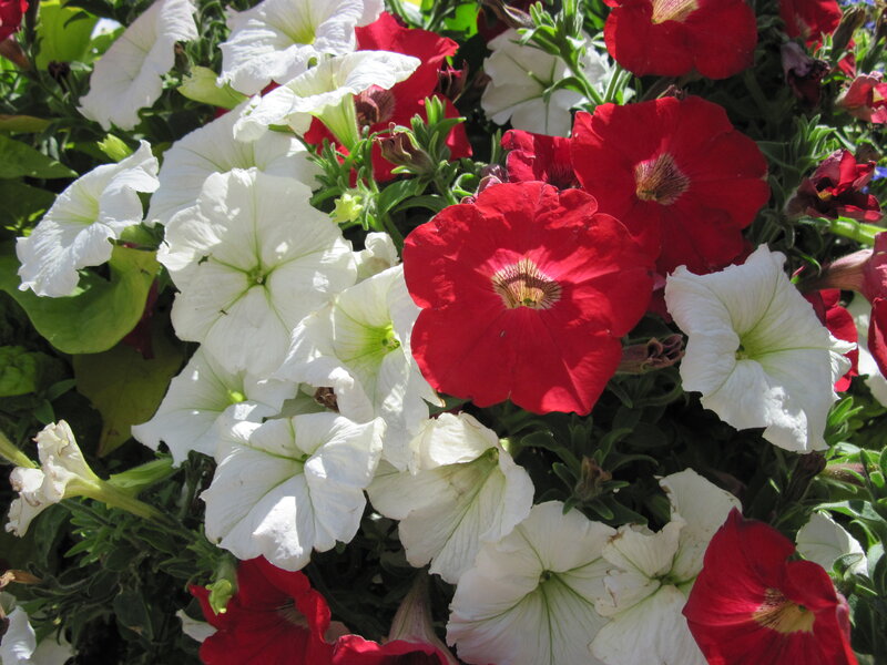 Red and White Petunias — Bright, Afternoon