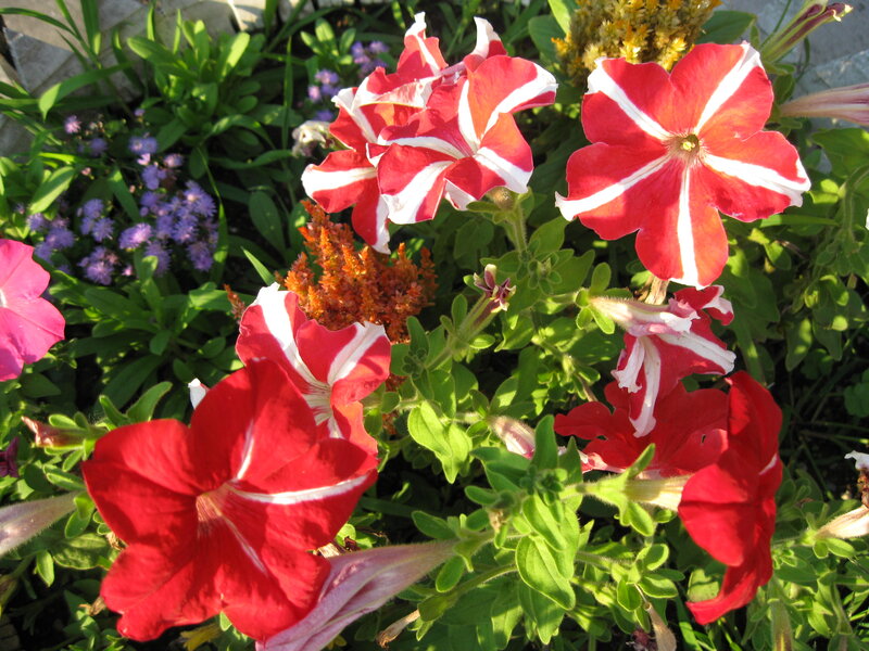 Red and White Petunias — Bright