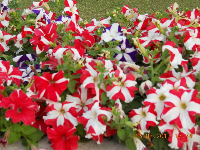 Red and White Petunias — Calm, Afternoon, Photograph