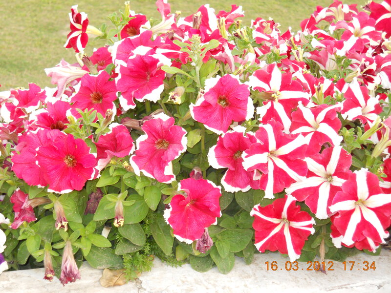 Red and White Petunias — Calm, Afternoon