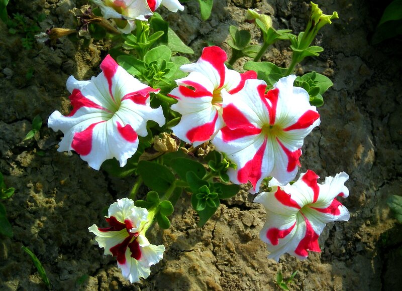 Red and White Petunias — Natural