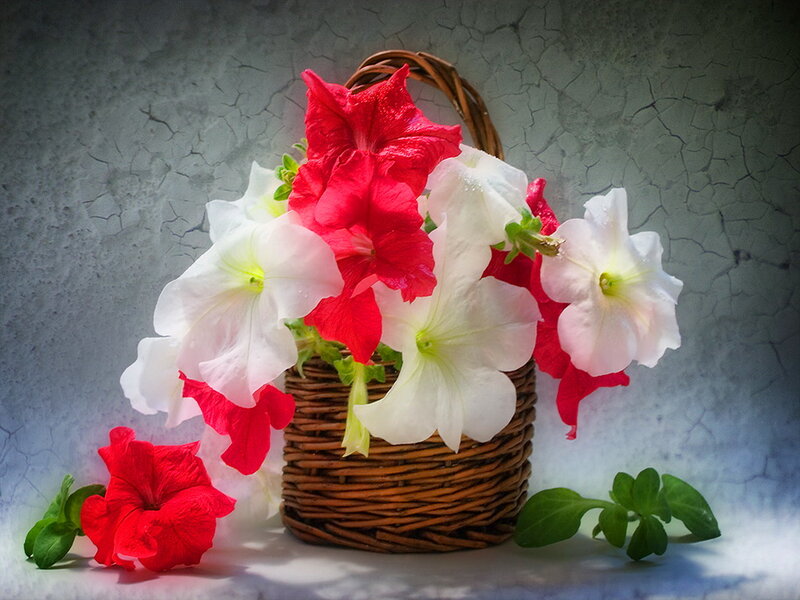 Red and White Petunias — Serene