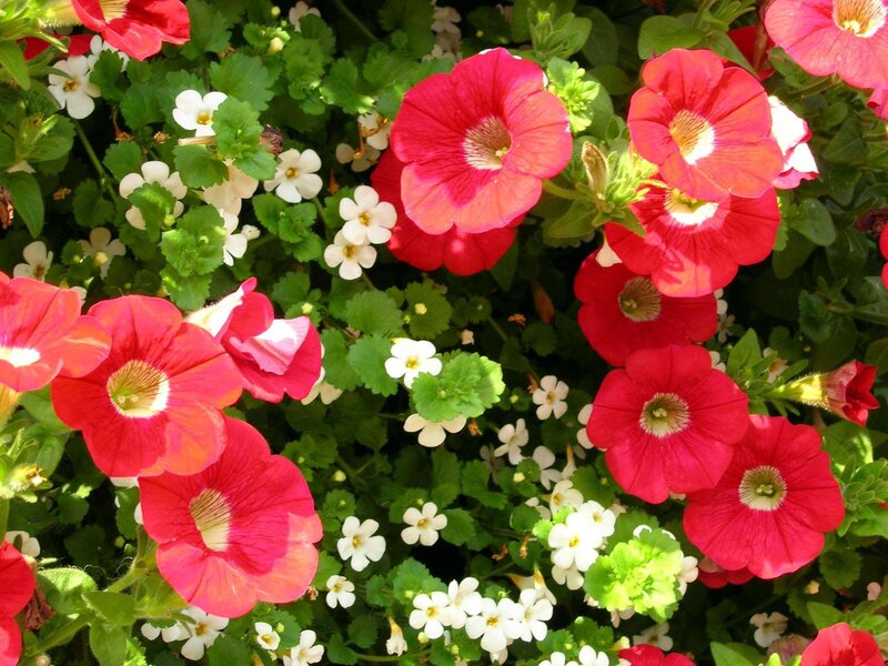 Red and White Petunias
