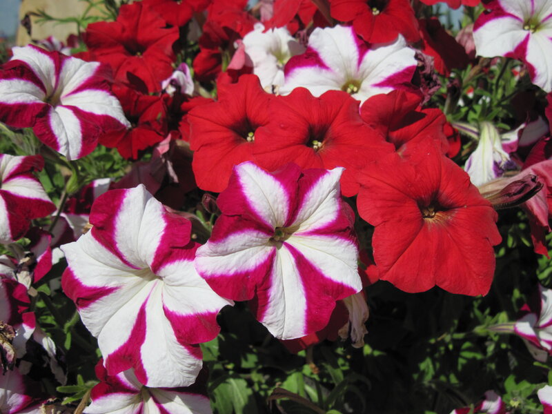 Red and White Petunias — Vibrant, Afternoon, Photograph, Flowers