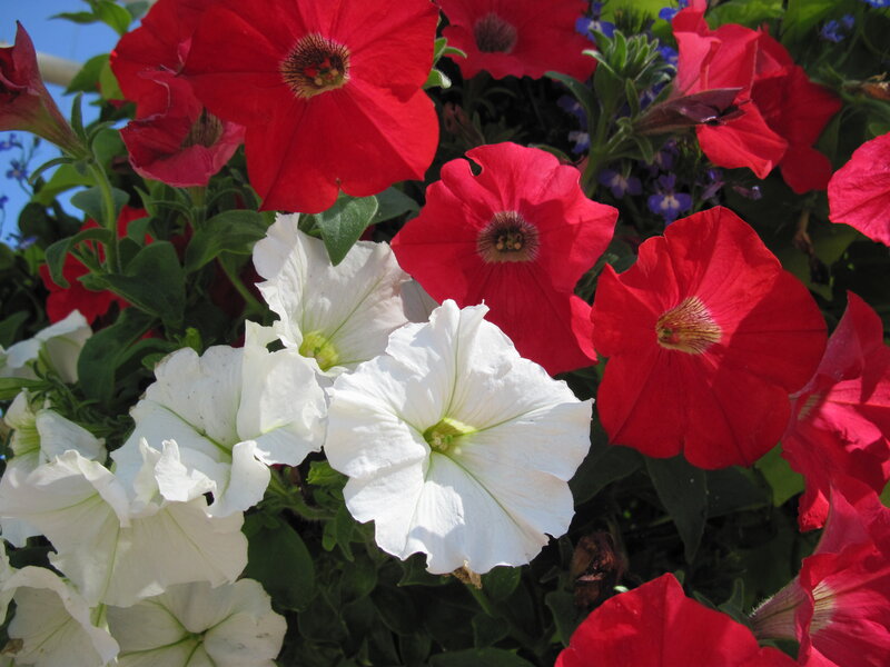 Red and White Petunias — Vibrant, Afternoon, Photograph