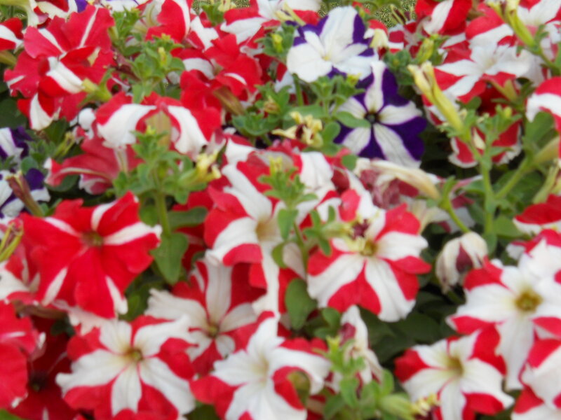Red and White Petunias — Vibrant, Afternoon