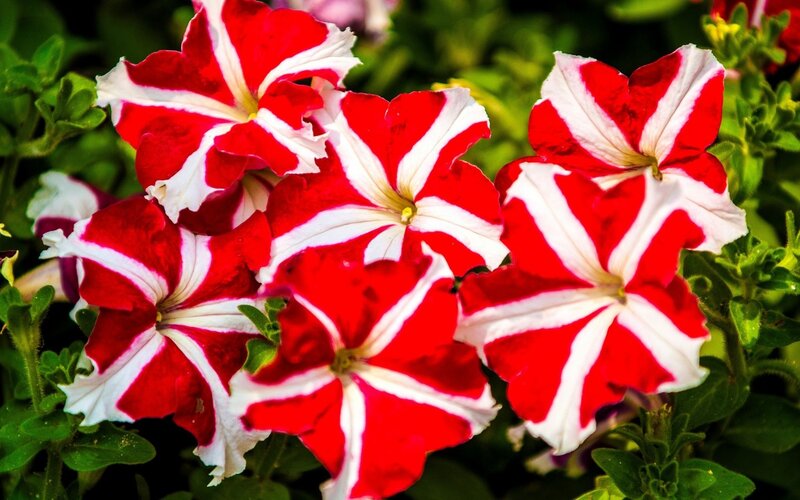 Red and White Petunias — Vibrant, Summer, Photograph
