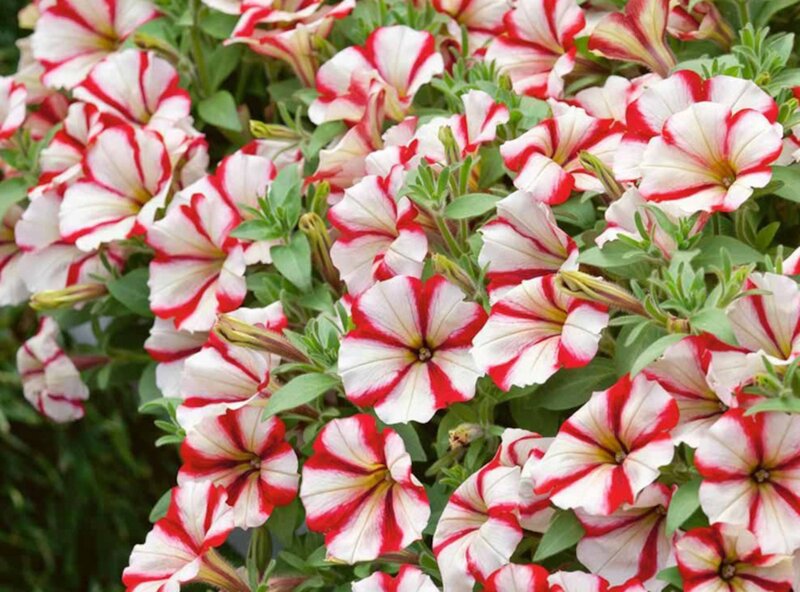 Red and White Petunias — Vibrant, Summer