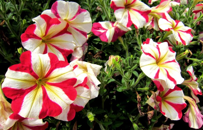 Red and White Petunias — Vibrant