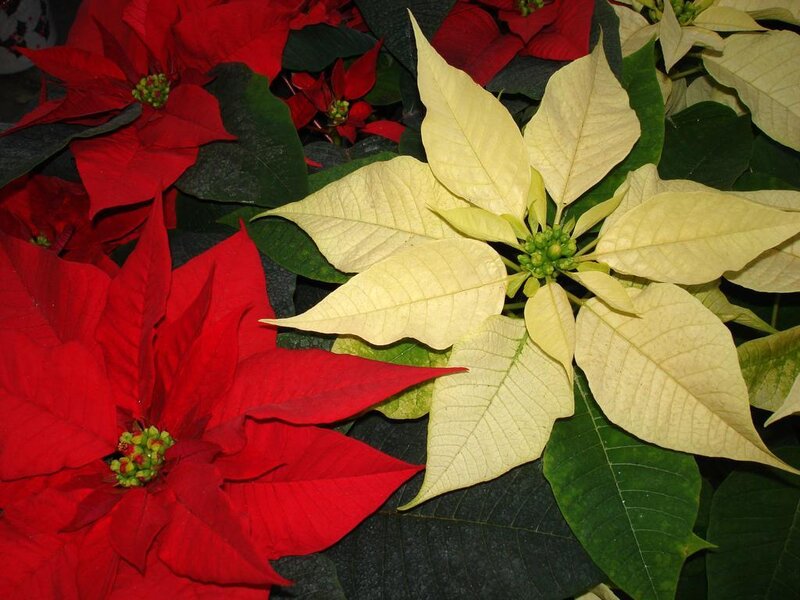 Red and white poinsettia flowers